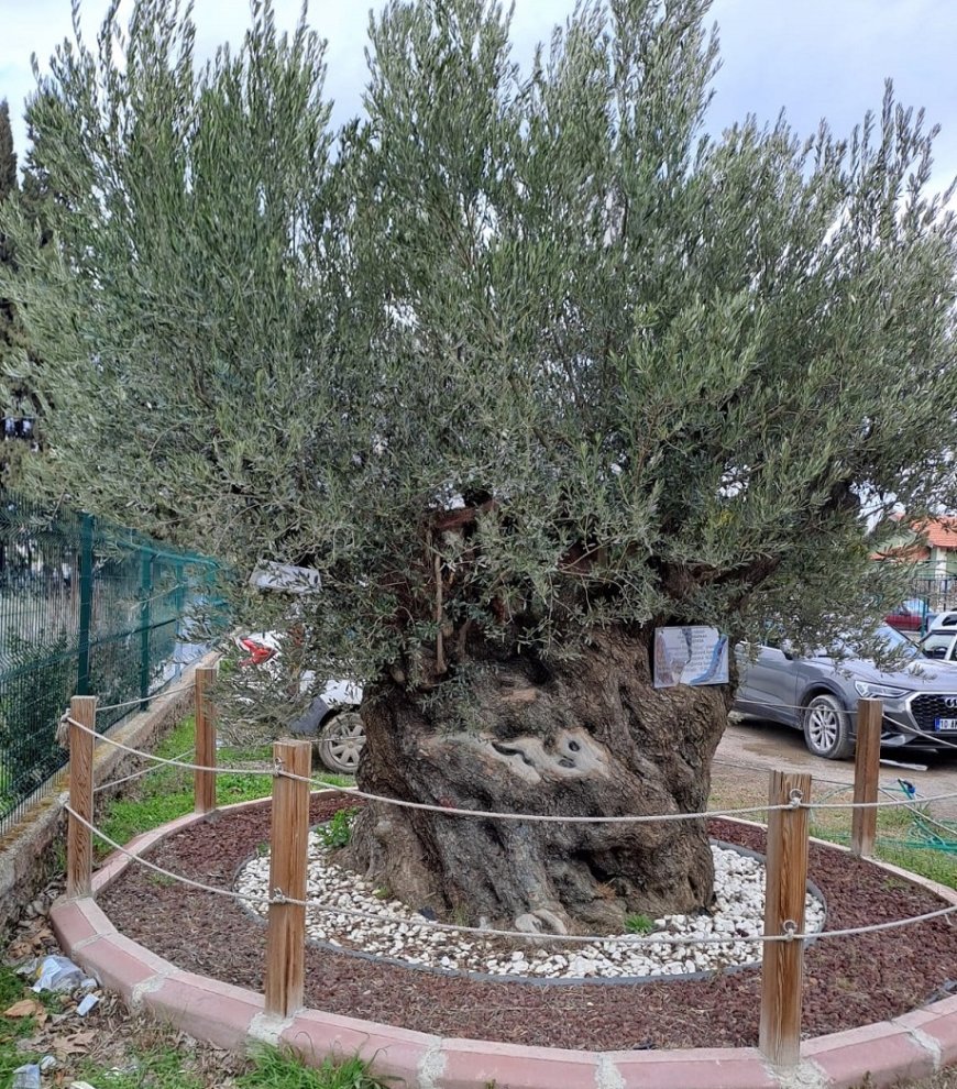 Edremit’te Taşınan Zeytin Ağacı Yeni Yerini Sevdi: İlk Hasatta 5 Kg Ürün Verdi