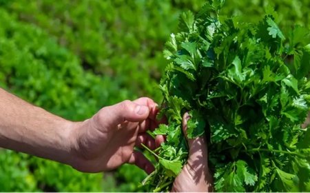Maydanoz kürü neye iyi gelir? Maydanoz kürünün faydaları ve zararları nelerdir?
