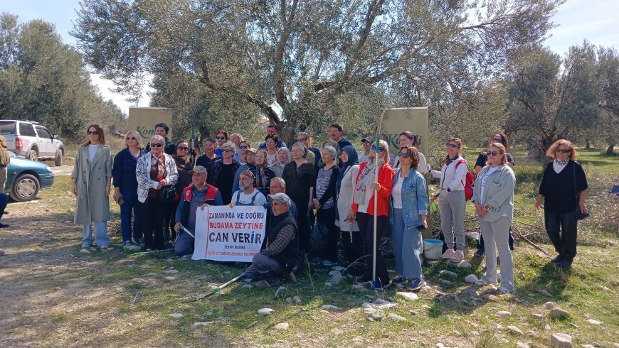 Edremit’te Zeytin Budama Eğitimi Yoğun İlgi Gördü