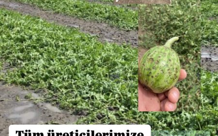 Bunun Adı Ne Don Ne Dolu Ne de Sıcaklık: Doğa Alarm Veriyor