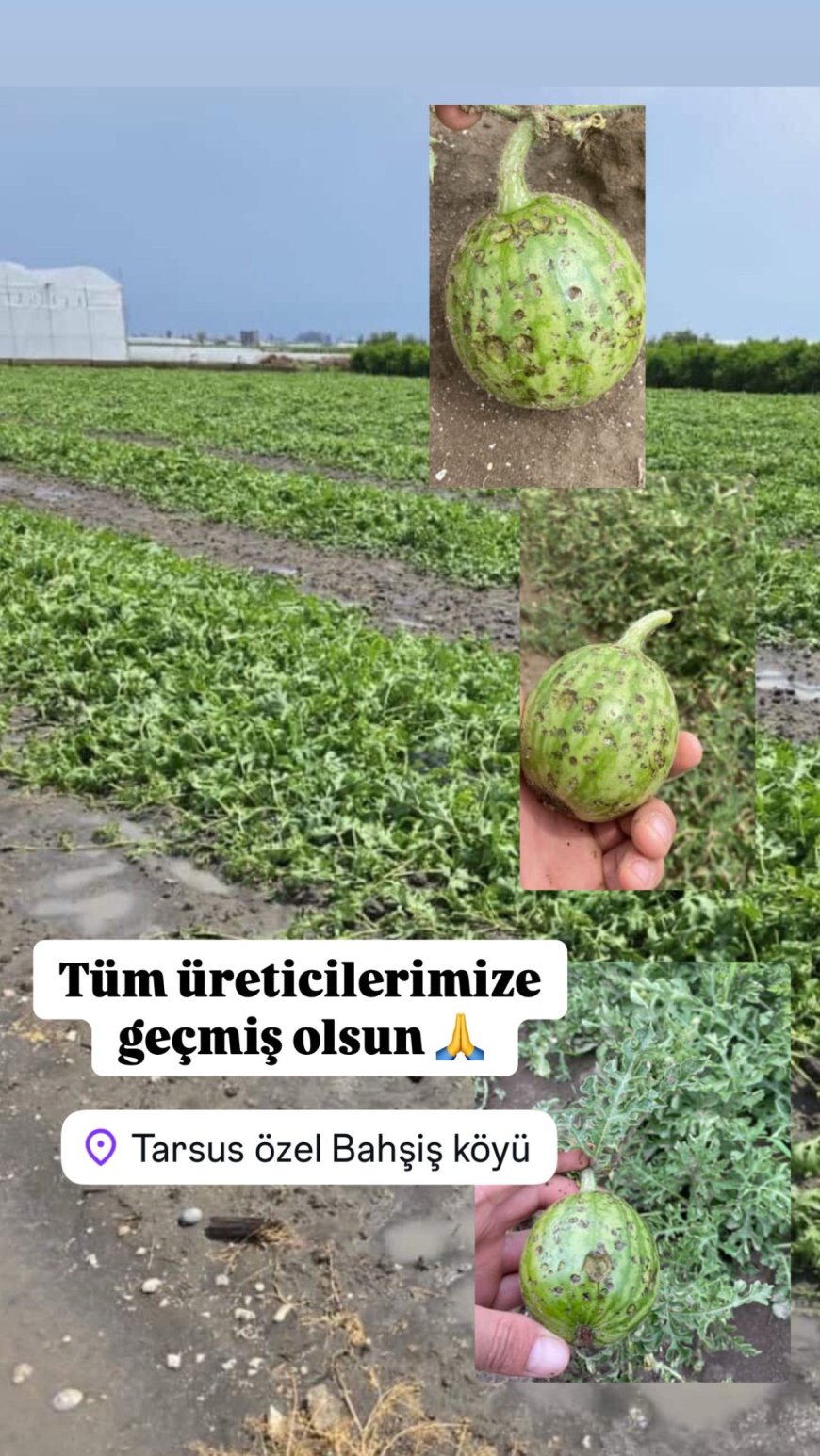 Bunun Adı Ne Don Ne Dolu Ne de Sıcaklık: Doğa Alarm Veriyor