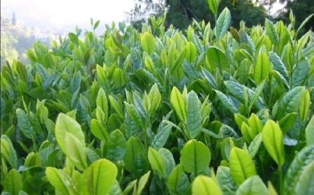 Matcha..Bir Japon klasiği.. Geleneksel çay seremonilerinin vazgeçilmezi..