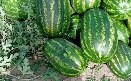 Karpuz Tarlada 7, Markette 40 Lira: Üretici Kan Ağlıyor