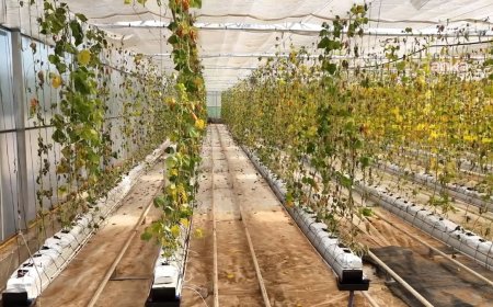 Buca Belediyesi’nin serasına saldırı: Üç kent lokantasının 1,5 milyon liralık ürünü zarar gördü
