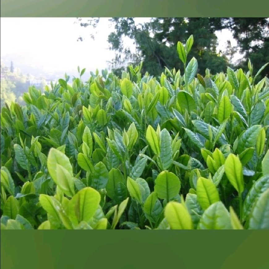 Matcha..Bir Japon klasiği.. Geleneksel çay seremonilerinin vazgeçilmezi..