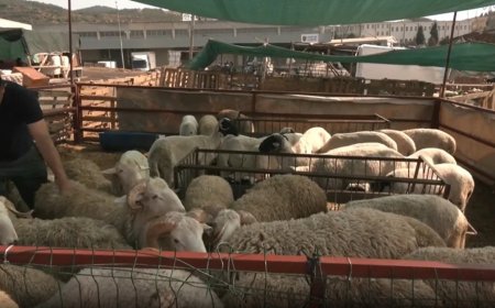 Kurban pazarında bazı besiciler zararına satış yaptı