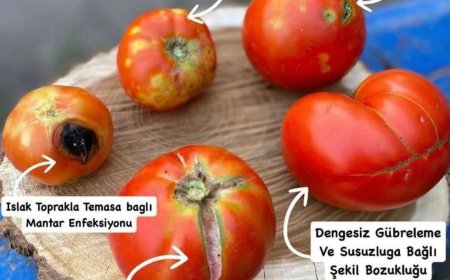 Domates Konuşamasa da Anlatır: Tarımın Dili Üründe Saklı