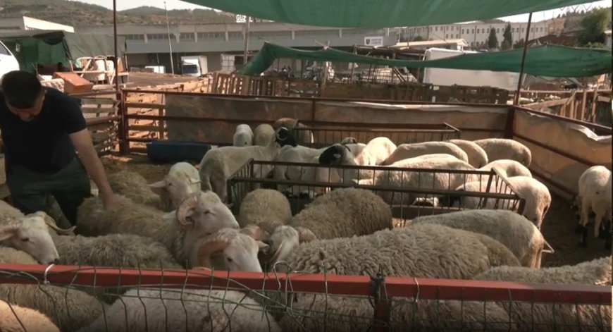 Kurban pazarında bazı besiciler zararına satış yaptı