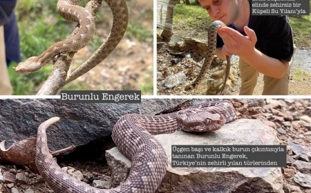 TEHLİKE SANDIĞIMIZ DENGE: YILANLARIN GERÇEK YÜZÜ