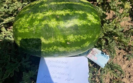 Karpuzun Altındaki 100 Lira ve Bir Not: “Hakkınızı Helal Edin”