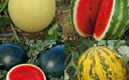 Tekirdağ’da “Karpuz Kavun Tüket, Çiftçine Destek Ver” Akımı Büyüyor