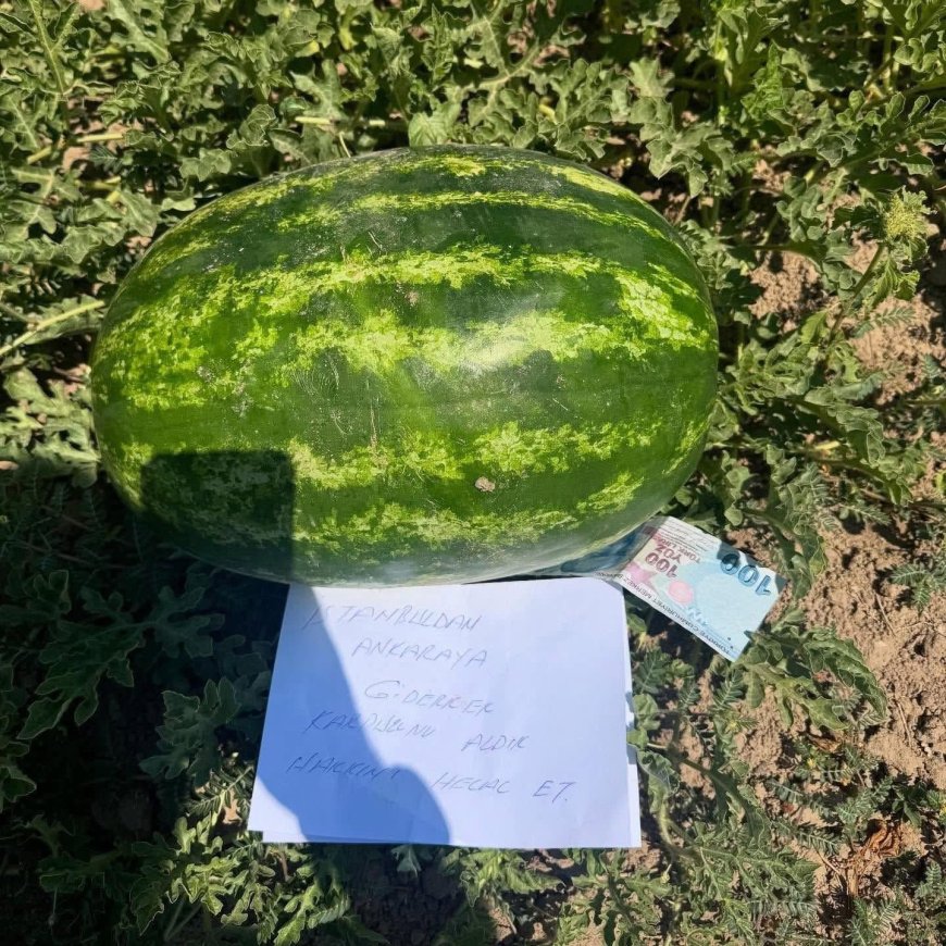 Karpuzun Altındaki 100 Lira ve Bir Not: “Hakkınızı Helal Edin”