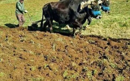 Anadolu’nun Emeği: Köylülerin Kullandığı Geleneksel Tarım Aletleri