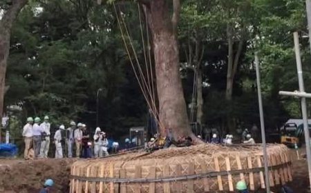 Japonya’da Ağaçlara Saygı: Modernleşmenin Ortasında Doğayla Uyum