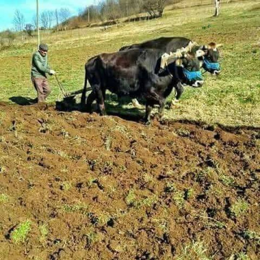 Anadolu’nun Emeği: Köylülerin Kullandığı Geleneksel Tarım Aletleri