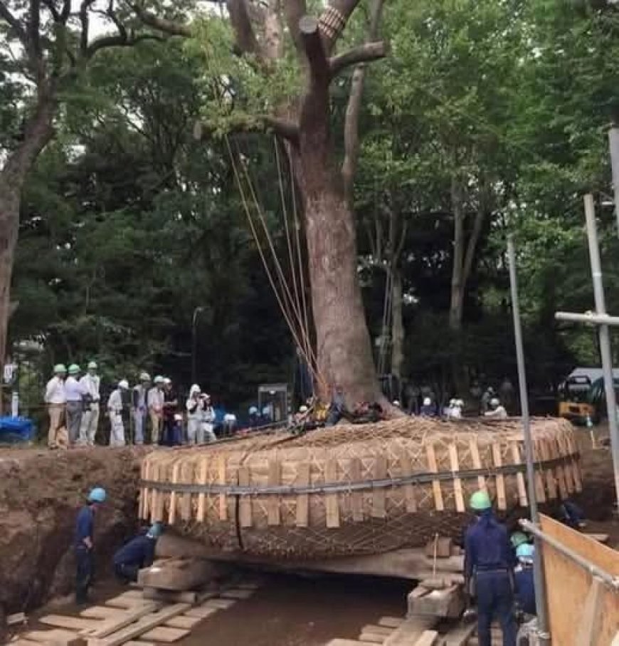 Japonya’da Ağaçlara Saygı: Modernleşmenin Ortasında Doğayla Uyum