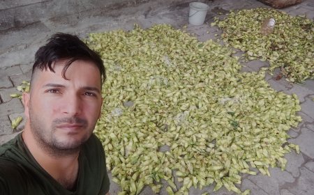 Anadolu’nun Yeşil İncisi: Amasya Bamyası Uluslararası Pazara Göz Kırpıyor