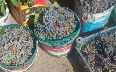 Çanakkale’nin Köylerinde Doğallığın İzinde: Üzüm Pekmezinde Geleneksel Yolculuk