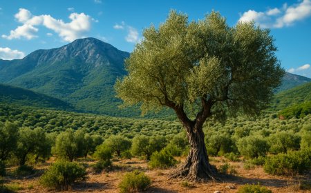 Zeytin Ağaçları Susuzluk Tehlikesiyle Karşı Karşıya