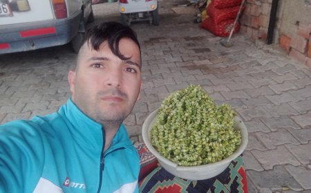 Amasya Bamyasında Emek ve Zorluklarla Gelen Bereket