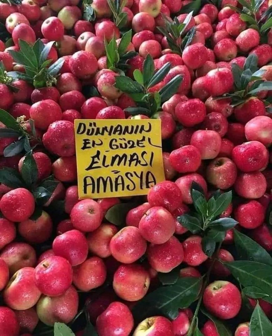 Dünyanın En Güzel Elması: Amasya Elması