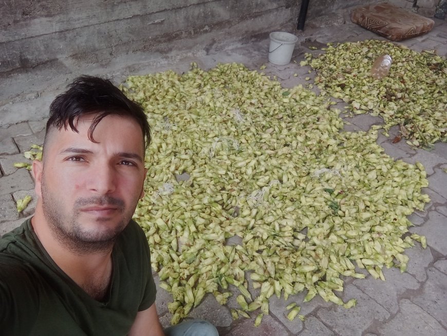 Anadolu’nun Yeşil İncisi: Amasya Bamyası Uluslararası Pazara Göz Kırpıyor