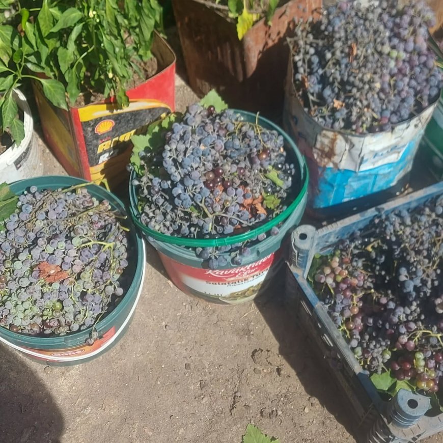 Çanakkale’nin Köylerinde Doğallığın İzinde: Üzüm Pekmezinde Geleneksel Yolculuk