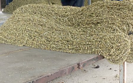 Amasya’nın Emeğiyle Kuruyan Lezzet: Uluköy Çiçek Bamya Alıcılarını Bekliyor