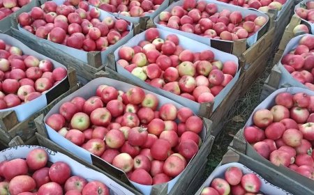 Dünyanın En Güzel Elması: Amasya Misket Elması