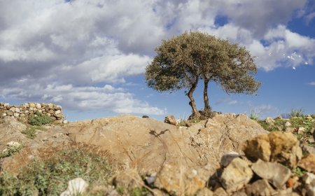 Seferihisar Orhanlı Köyü’nde Zeytin Hasadı Festivaline davetlisiniz.