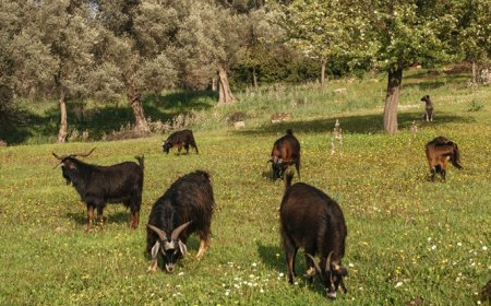 Orhanlı Vadisi’nde Zeytin Hasadı Festivali Başlıyor
