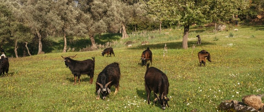 Orhanlı Vadisi’nde Zeytin Hasadı Festivali Başlıyor