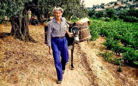 Buca Üzüm Bağları – Rahmetli Rahmi Aygül Anısına