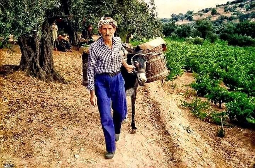 Buca Üzüm Bağları – Rahmetli Rahmi Aygül Anısına