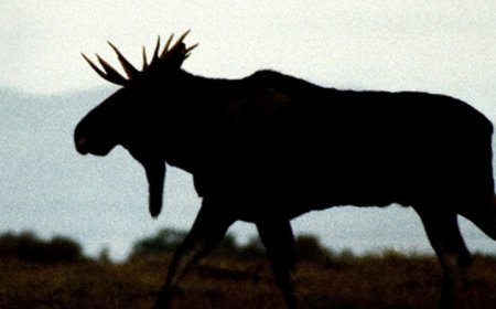 Vahşi Kışla Yarış 28 Aralık’ta National Geographic WILD’da