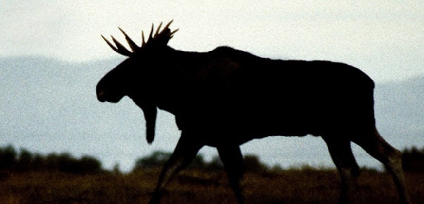 Vahşi Kışla Yarış 28 Aralık’ta National Geographic WILD’da