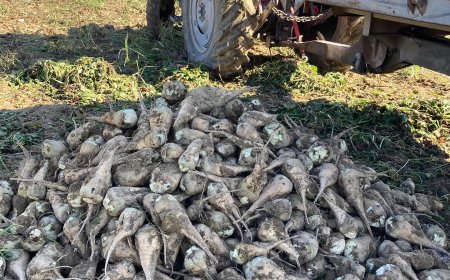 Taşova Uluköy’de şeker pancarı hasadı ve teslim süreci