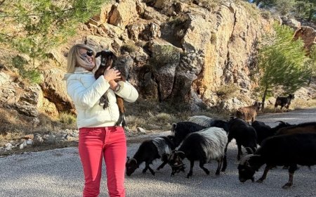 Sakız Adası’nda keçi sürüsü yolu kapattı