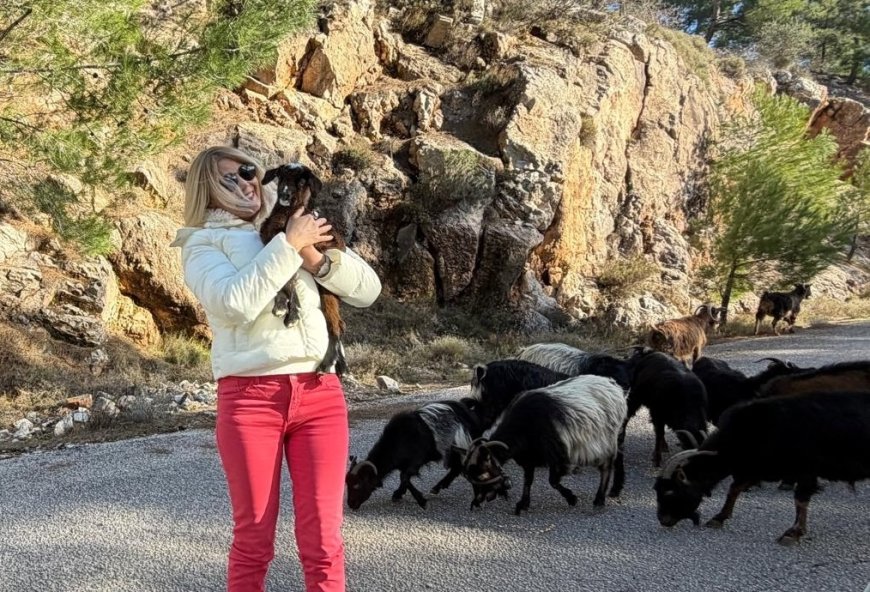 Sakız Adası’nda keçi sürüsü yolu kapattı