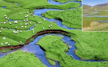 Karadeniz'de maden kuşatması sürüyor: Doğal sit alanı Perşembe Yaylası'na jandarma eşliğinde girdiler