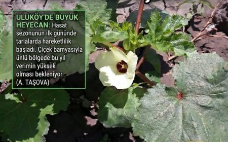 Uluköy'de bamya sezonu başladı, ilk çiçekler görüldü