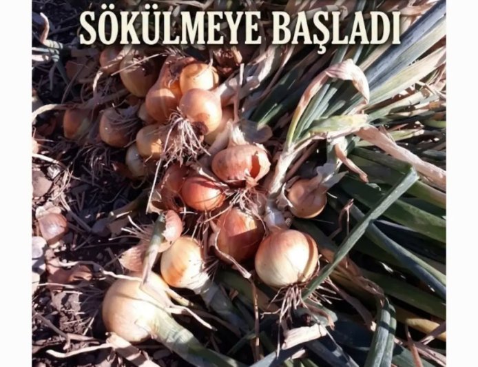 ULUKÖY'DE SOĞAN HASADI BAŞLADI: