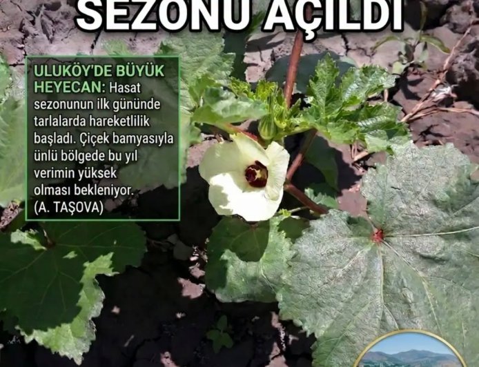 Uluköy'de bamya sezonu başladı, ilk çiçekler görüldü