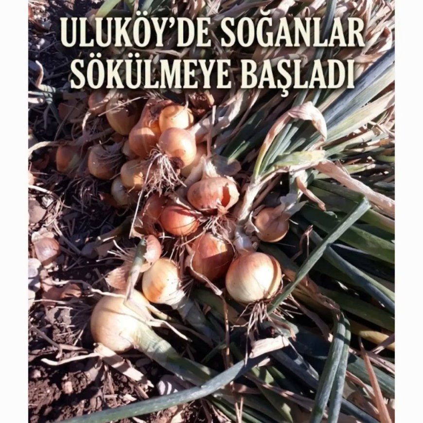 ULUKÖY'DE SOĞAN HASADI BAŞLADI: