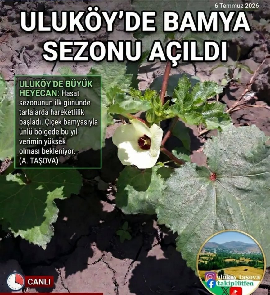 Uluköy'de bamya sezonu başladı, ilk çiçekler görüldü