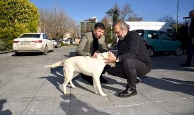 KADIKÖY BELEDİYESİ DEPREMZEDE KÖPEK KARTOPU’NA KAPILARINI AÇTI