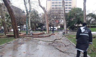 GEZİ PARKI’NDA KURUYAN AĞAÇLAR KALDIRILIYOR YENİLERİ DİKİLİYOR