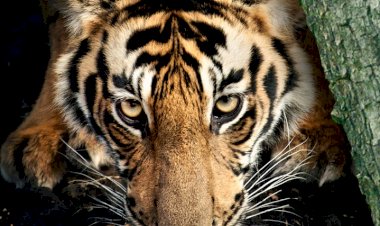 “Büyük Kediler” Ayı National Geographic WILD’da Başlıyor