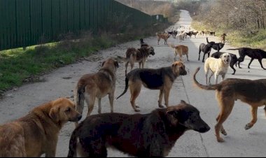 İstanbul’la İlgili Yeni Araştırmaları Kaynağından Dinleyin!