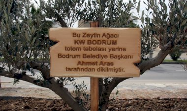 SÖKÜLEN TOTEM YERİNE ZEYTİN AĞACI DİKİLDİ